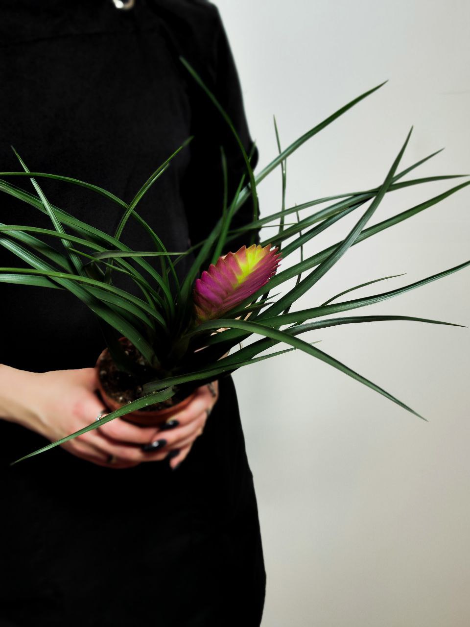 Тилландсия Цианея Анита (Tillandsia Cyanea Anita) D9см