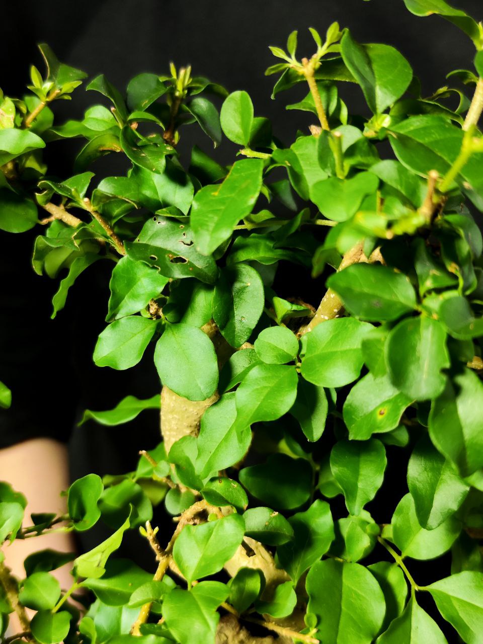 Бонсай Лигуструм (Bonsai Ligustrum) D20см