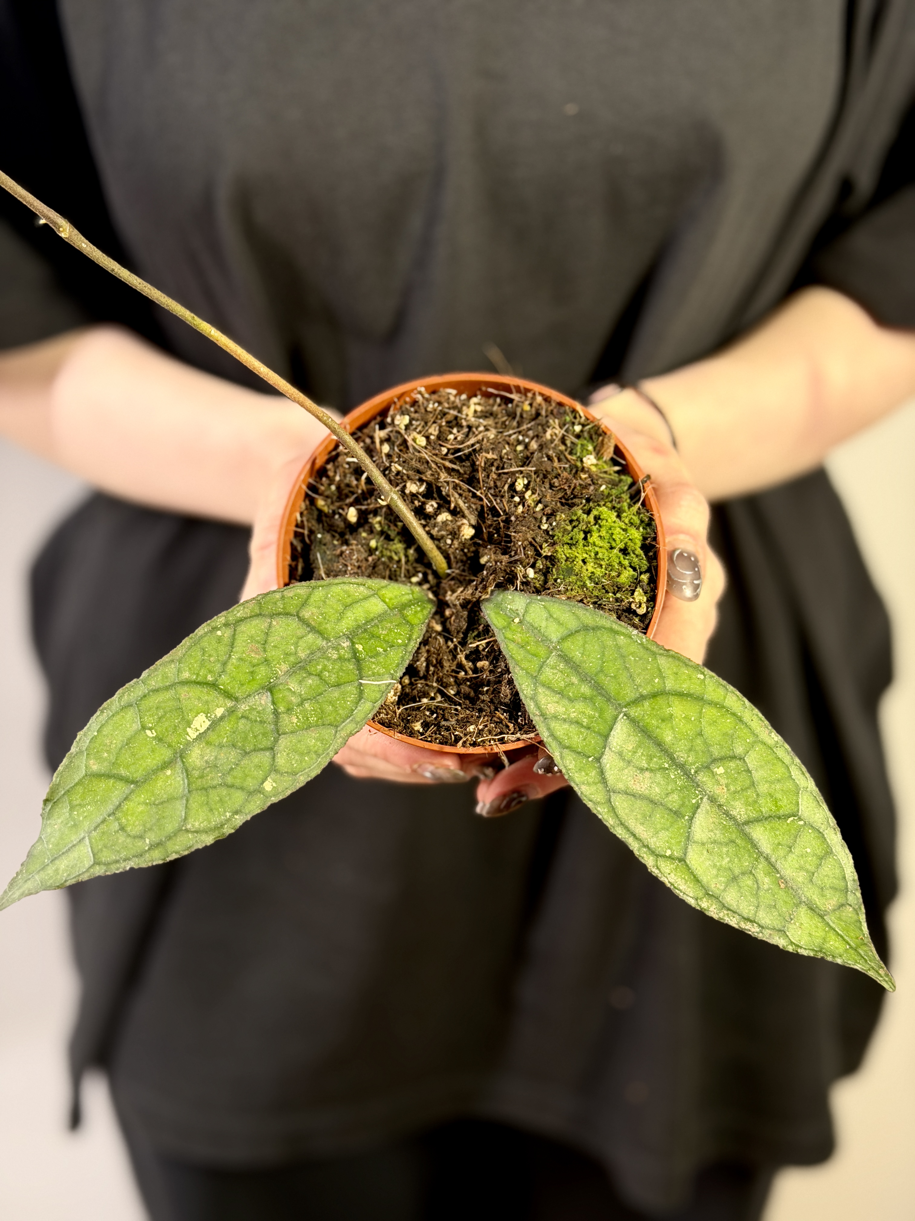 Хойя Клемензиорум Дарк Лиф (Hoya Clemensiorum Dark Leaf) D10см