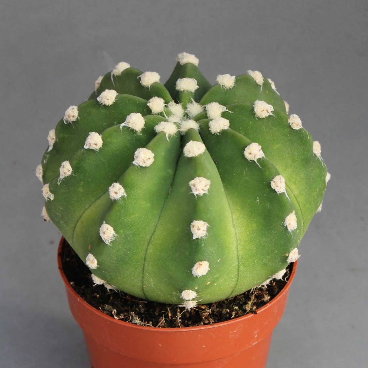Кактус Эхинопсис Денудатум, одиночный (Echinopsis Denudatum) D5см