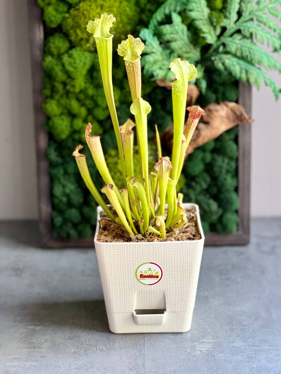 Саррацения Лейкофилла Компакта (Sarracenia Leucophylla Compacta) D15см