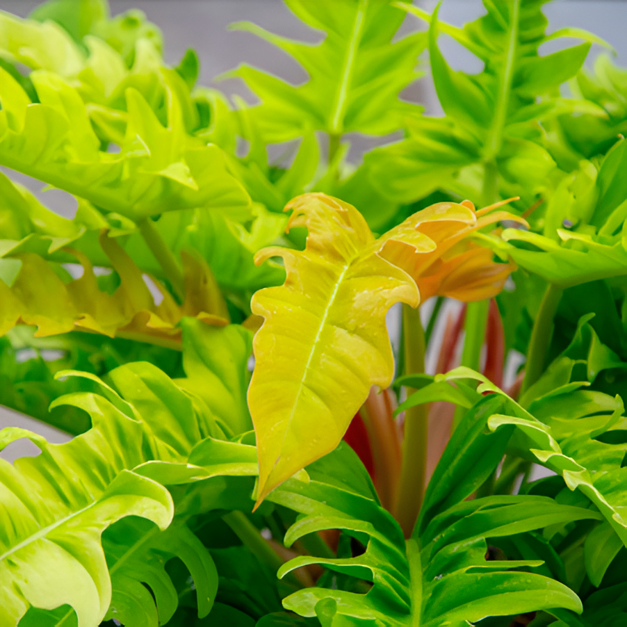 Филодендрон Голден Сворд (Philodendron Golden Sword) D6см