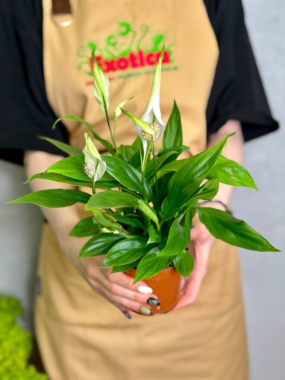 Спатифиллум Алана (Spathiphyllum Alana) D9см