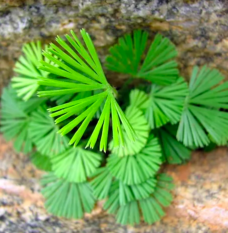 Папоротник Актиниоптерис Австралис (Actiniopteris Australis) D5см