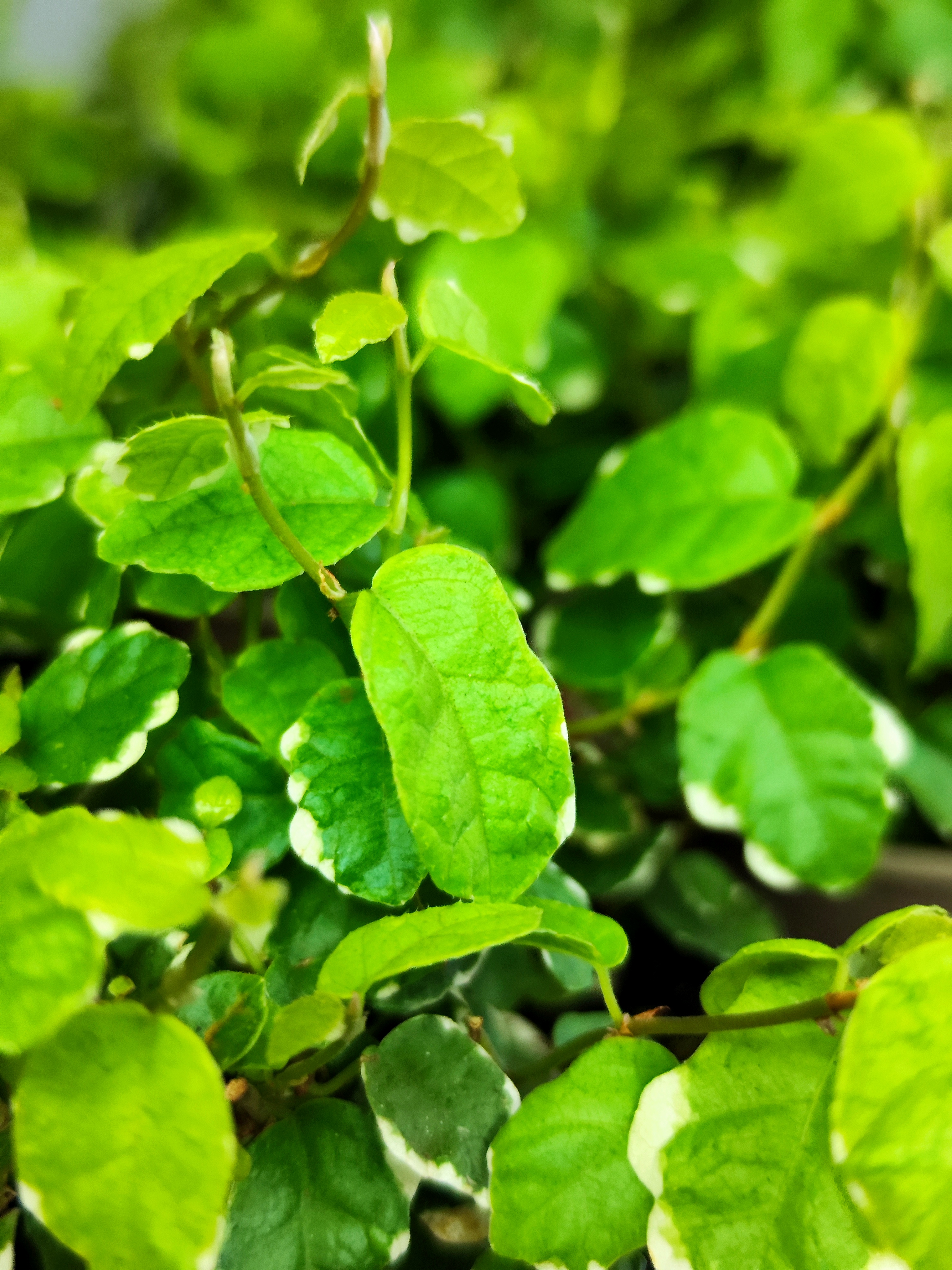 Фикус Пумила Уайт Санни (Ficus Pumila White Sunny) D9см
