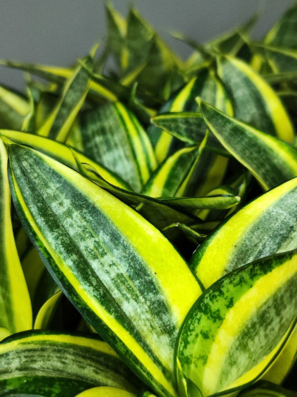 Сансевиерия Ханни Голден (Sansevieria Hahnii Golden) D6см