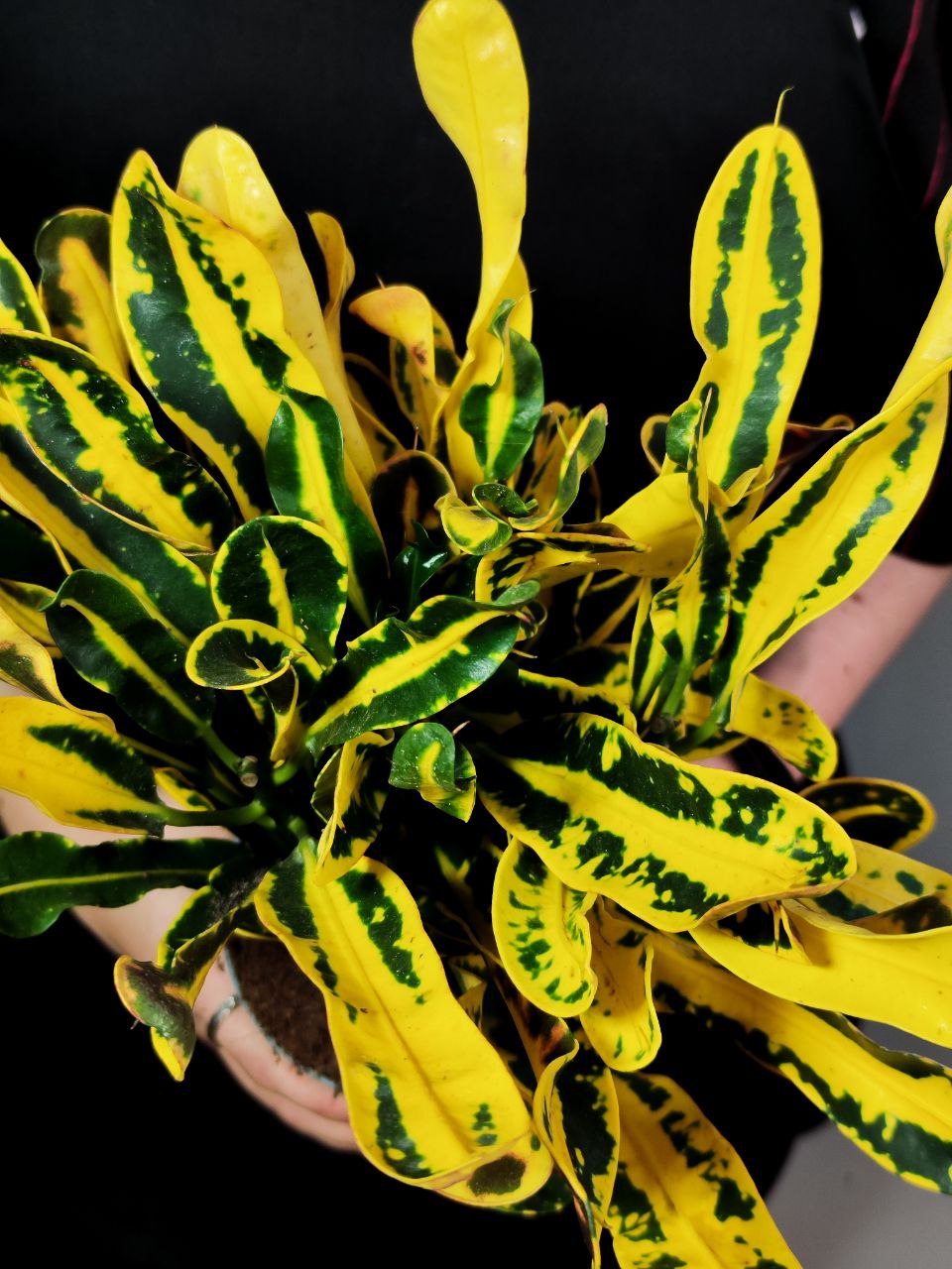 Кодиеум Мамми Йеллоу (Codiaeum Mammy Yellow) D12см