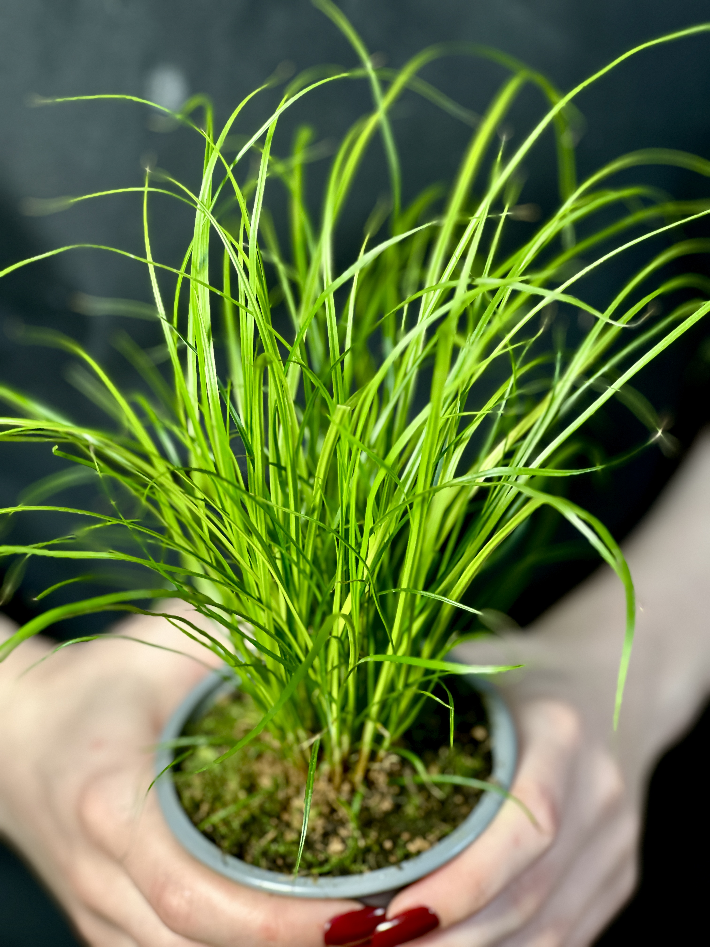 Осока Коричневатая (Carex Brunnea) 9см