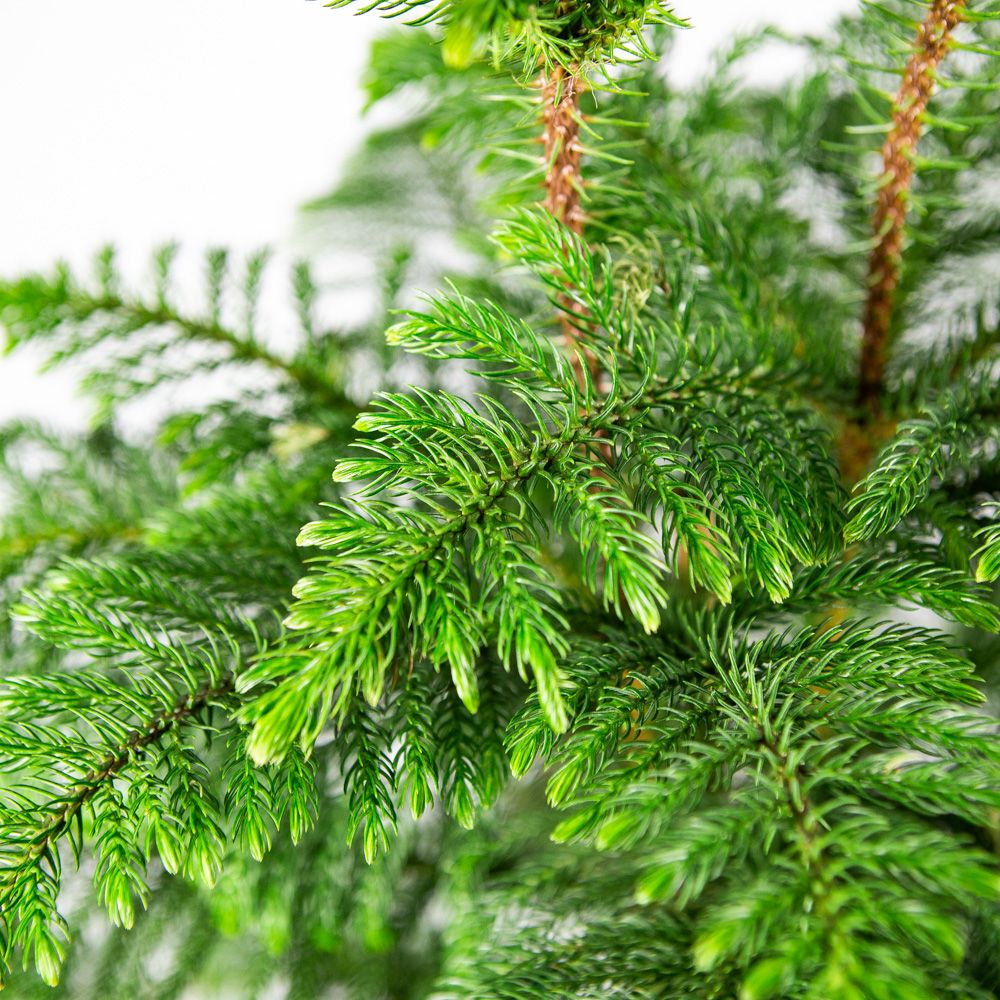 Араукария Разнолистная (Araucaria Heterophylla) D10см