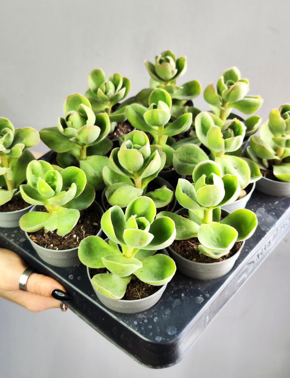 Крассула Аргирофилла Швазиенсис (Crassula Argyrophylla Var Swaziensis) D6см