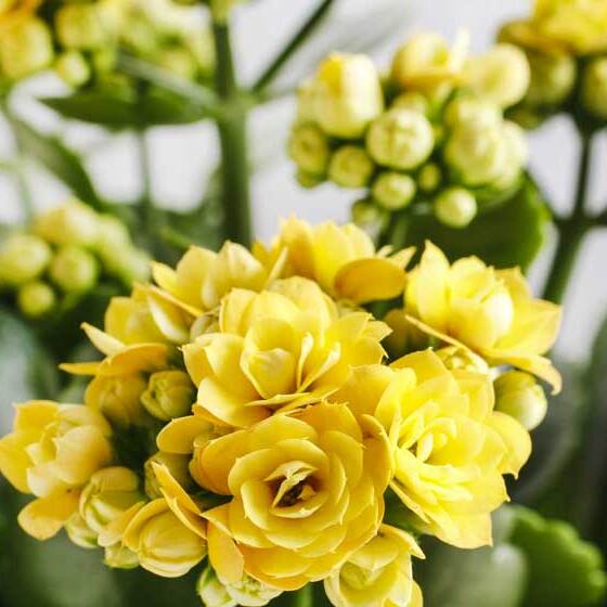 Каланхоэ Розалина Желтая (Kalanchoe Rosalina Yellow) D6см