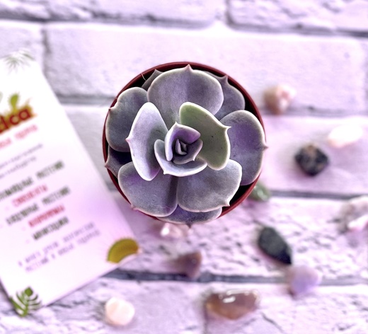 Эхеверия Поллюкс (Echeveria Pollux) D5см