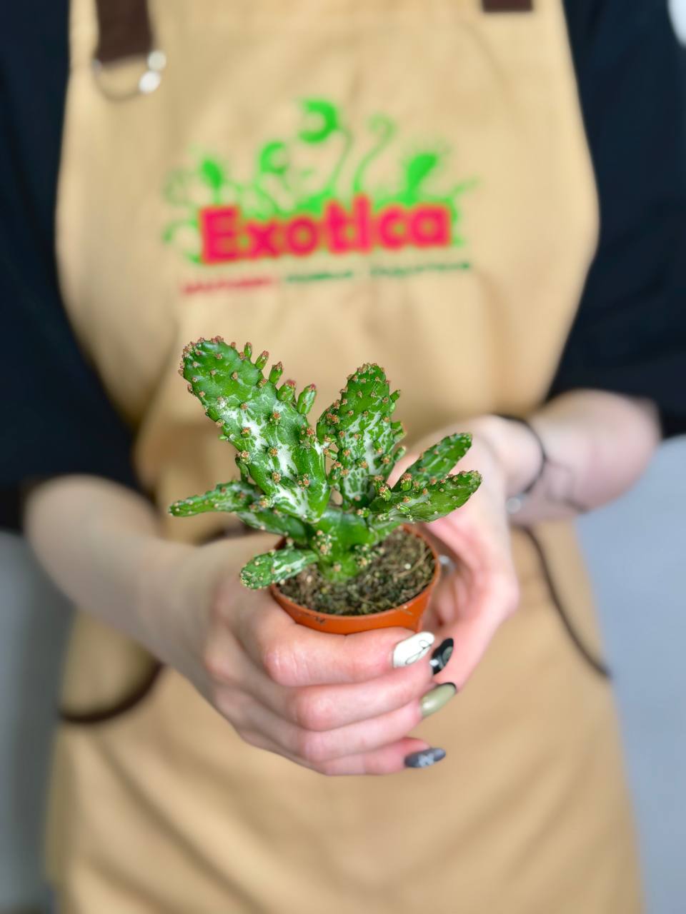 Опунция Монаканта Вариегатная (Opuntia Monacantha Variegata) D5см