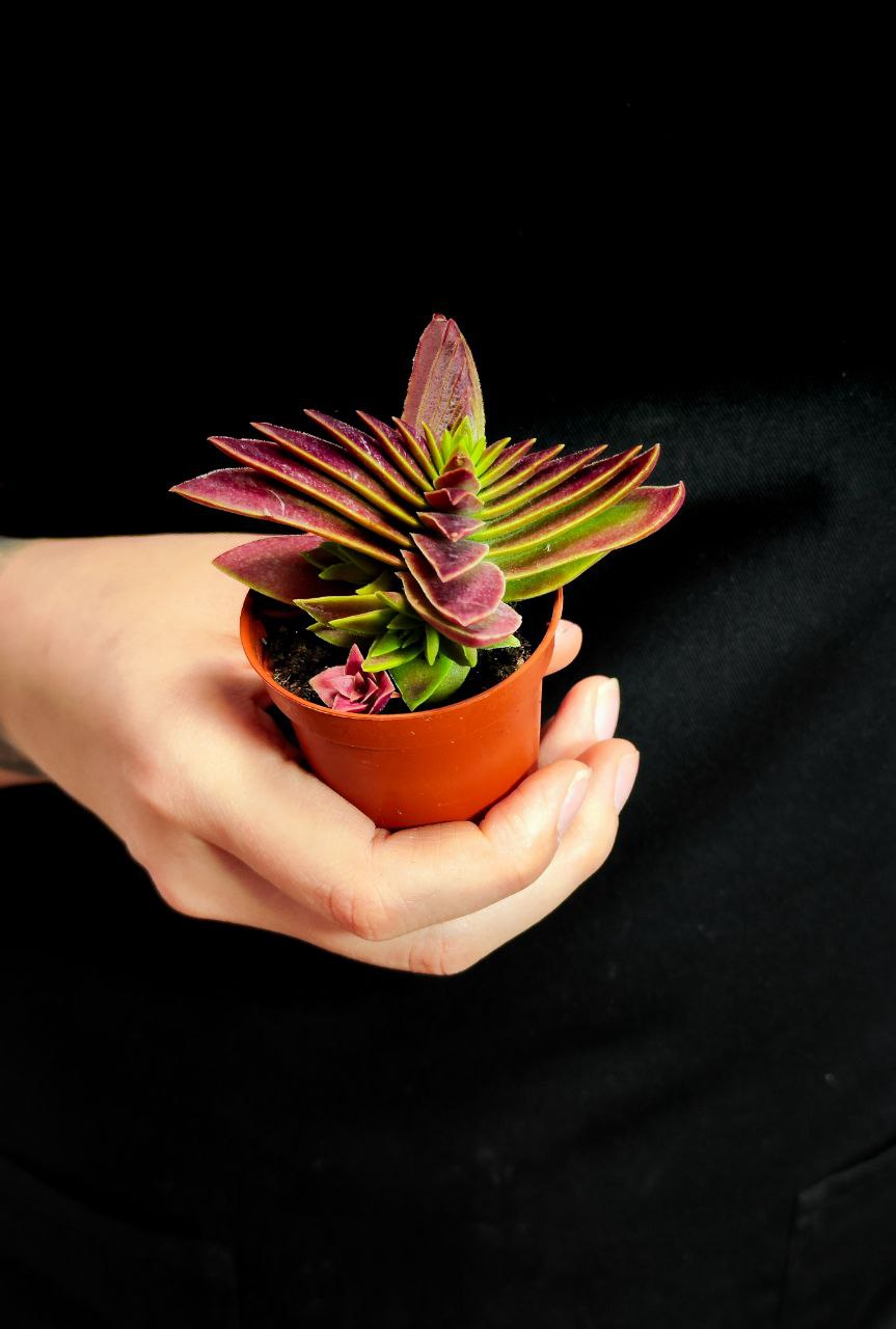 Крассула Капителла Красная (Crassula Capitella Red) D5см