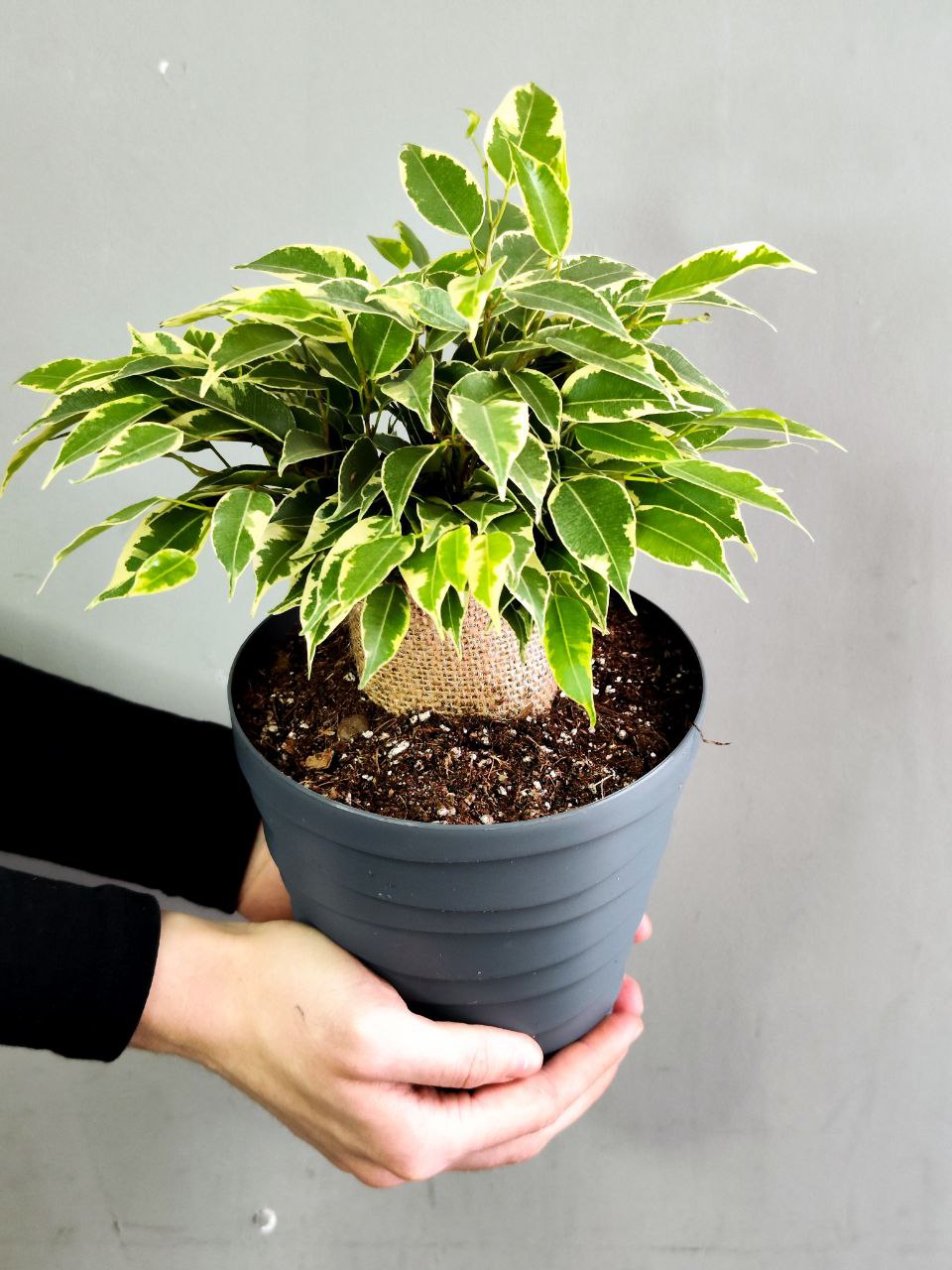 Фикус Кинки (Ficus Benjamina Kinky), пересаженный D12см