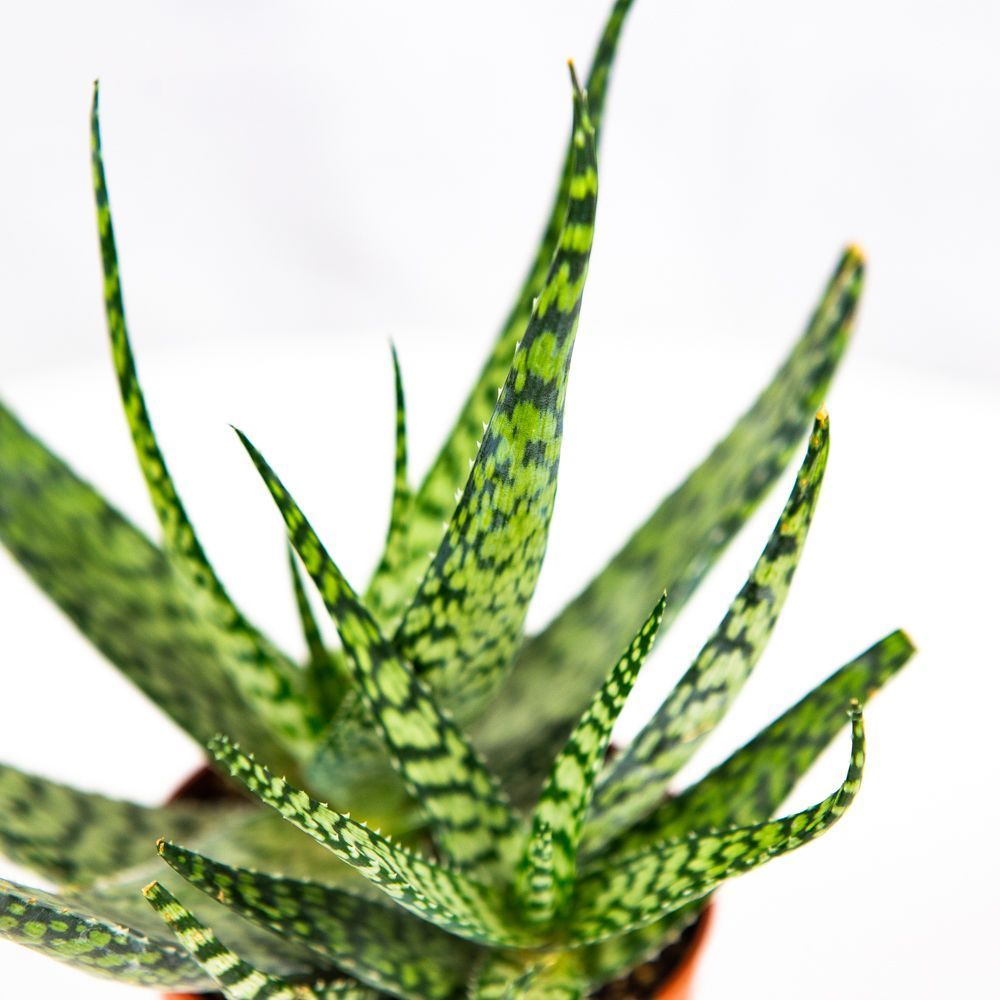 Алоэ Бронз Лизард (Aloe Bronze Lizard) D5см