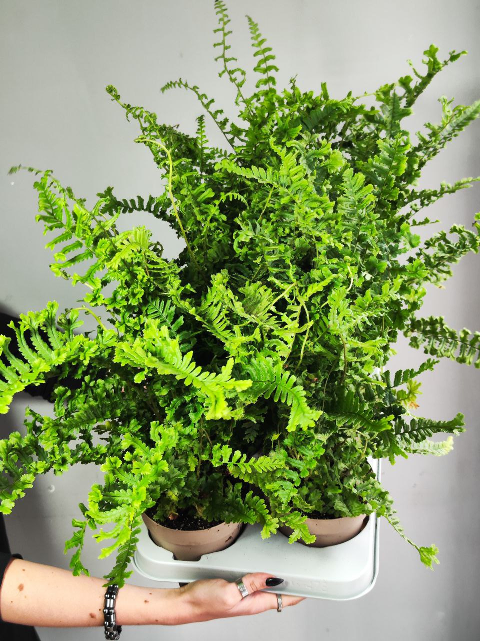 Папоротник Щитовник Родственный «Кристата Кинг» (Dryopteris Affinis The King) D12см