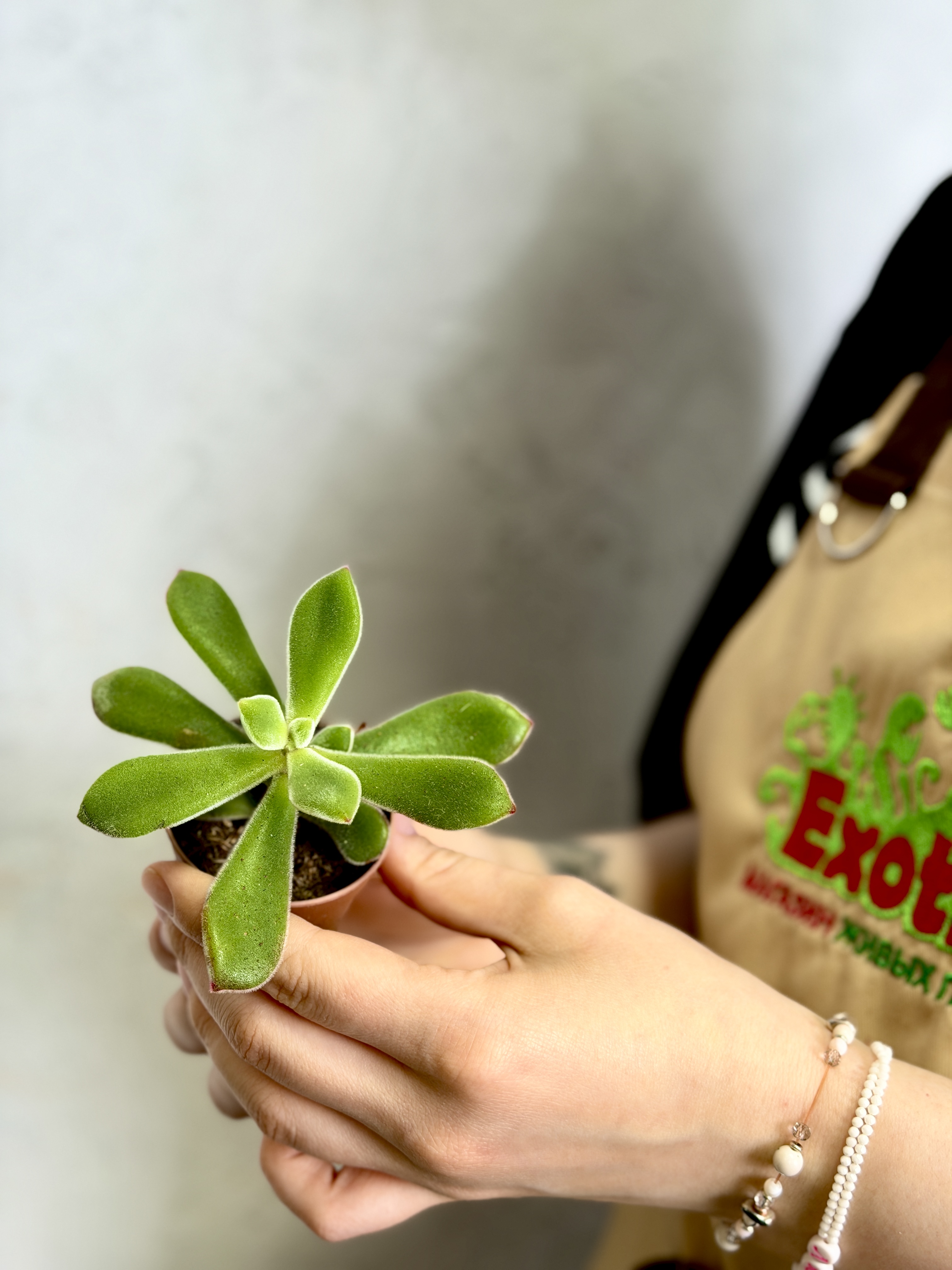 Эхеверия Пульвината Руби (Echeveria Pulvinata Ruby Blush) D5см