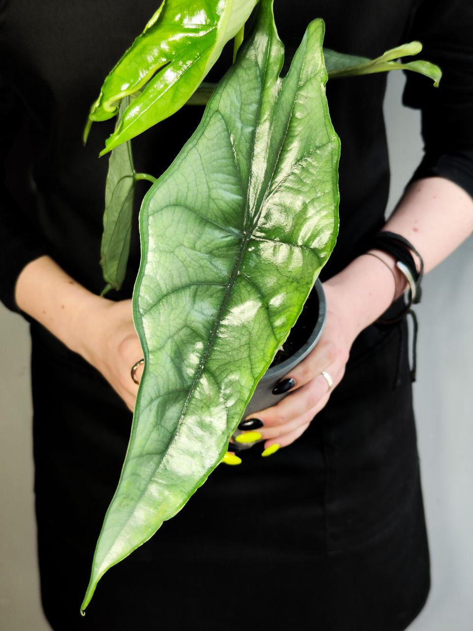 Алоказия Хетерофилла Дыхание Дракона (Alocasia Heterophylla Dragon’s Breath) D12см