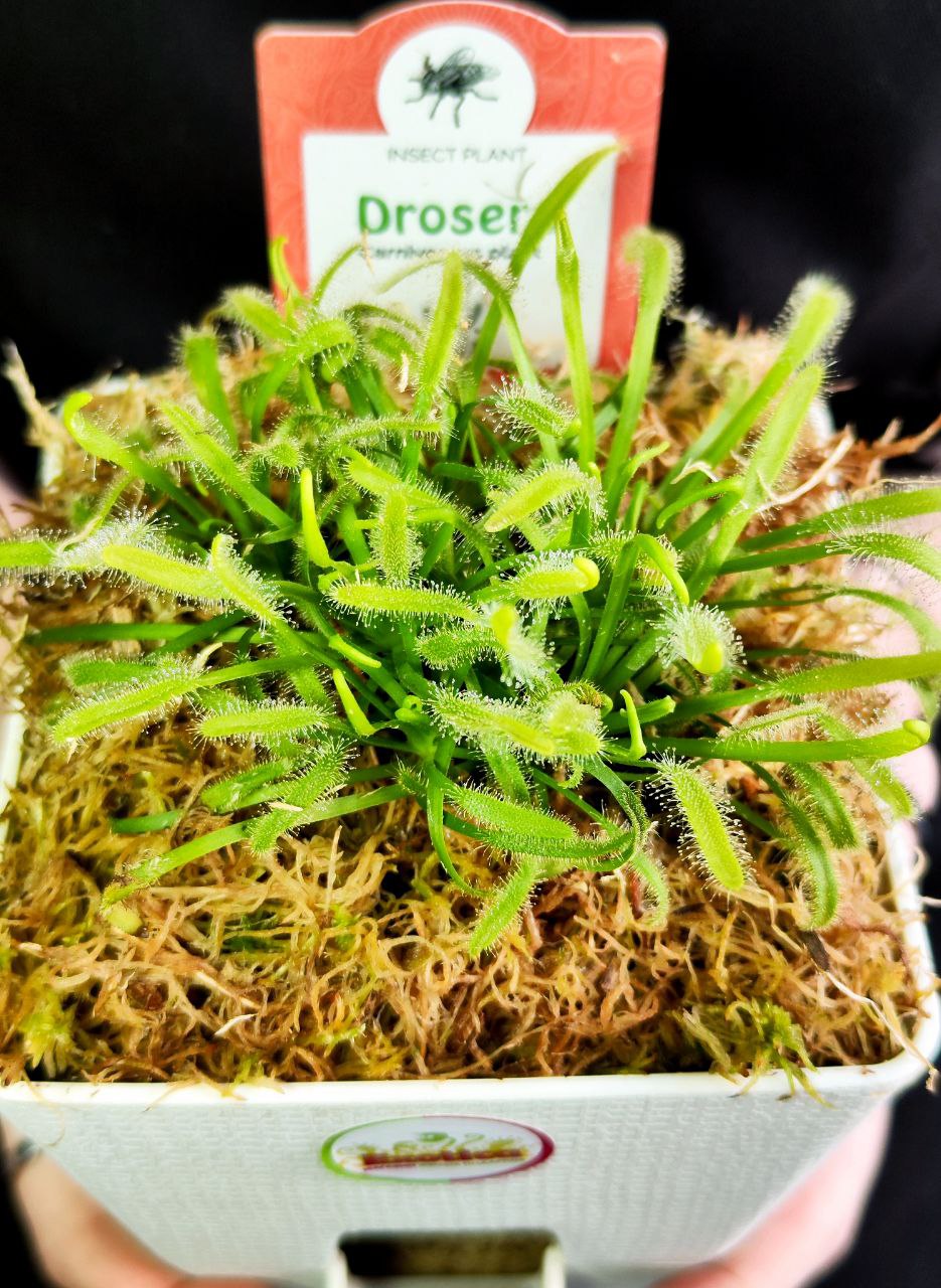 Росянка Альба (Drosera alba) пересаженная D12см