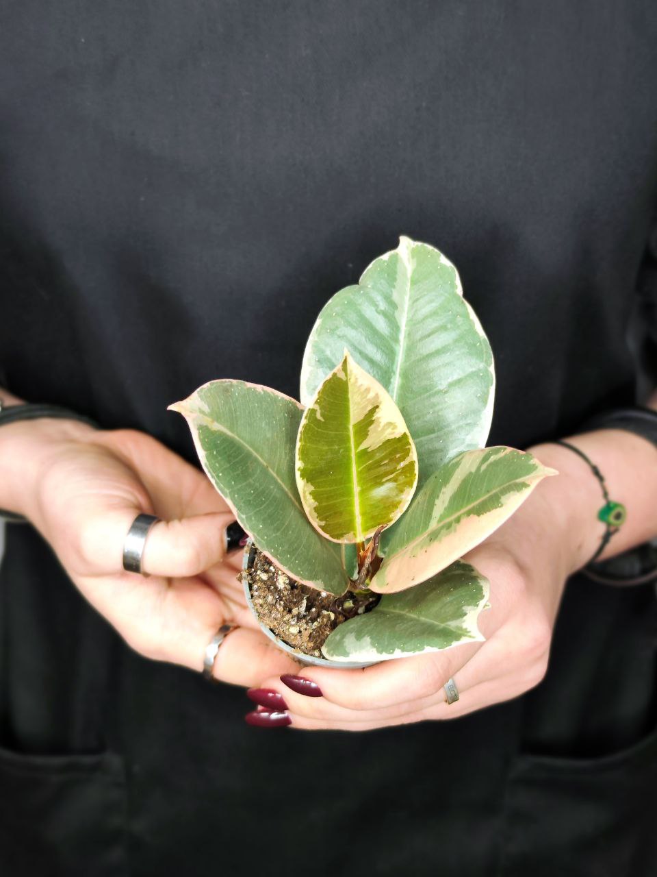 Фикус Эластика Тинеке (Ficus Elastica Tineke) D6см