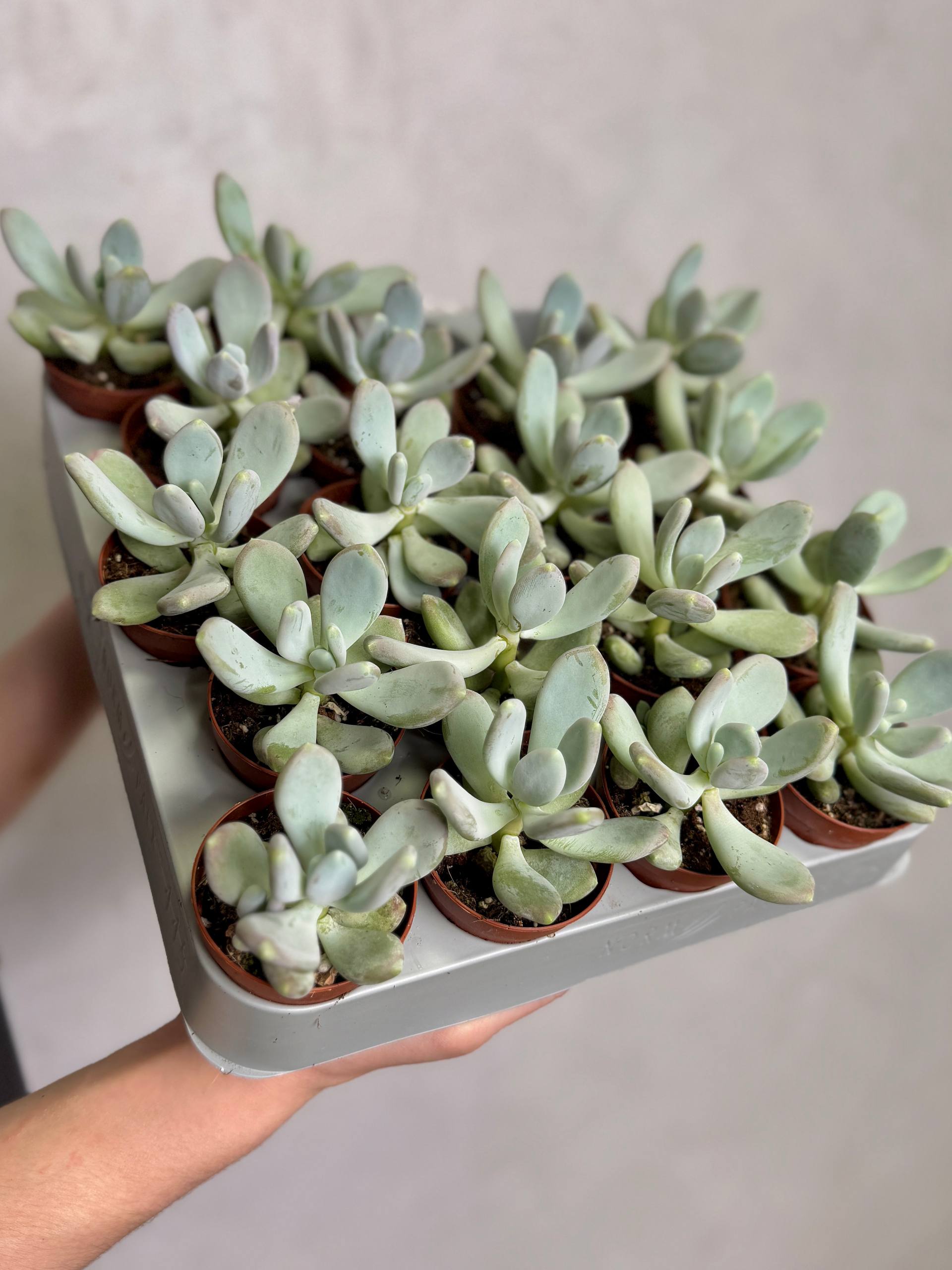 Пахифитум Брактеосум, или Прицветниковый (Pachyphytum Bracteosum) D5см