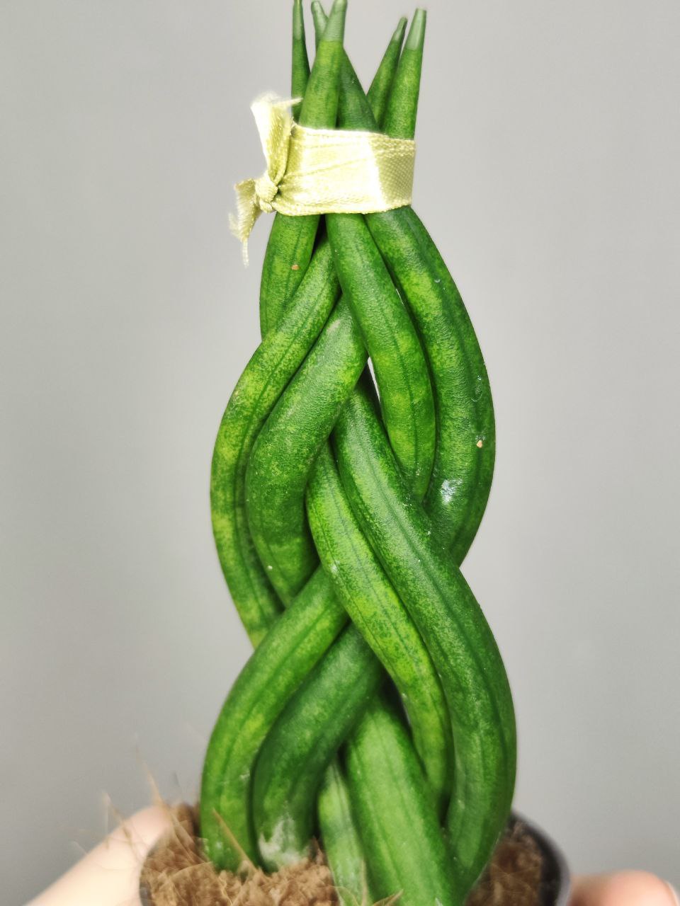 Сансевиерия Цилиндрическая Коса (Sansevieria Сylindrica Braid) D6см