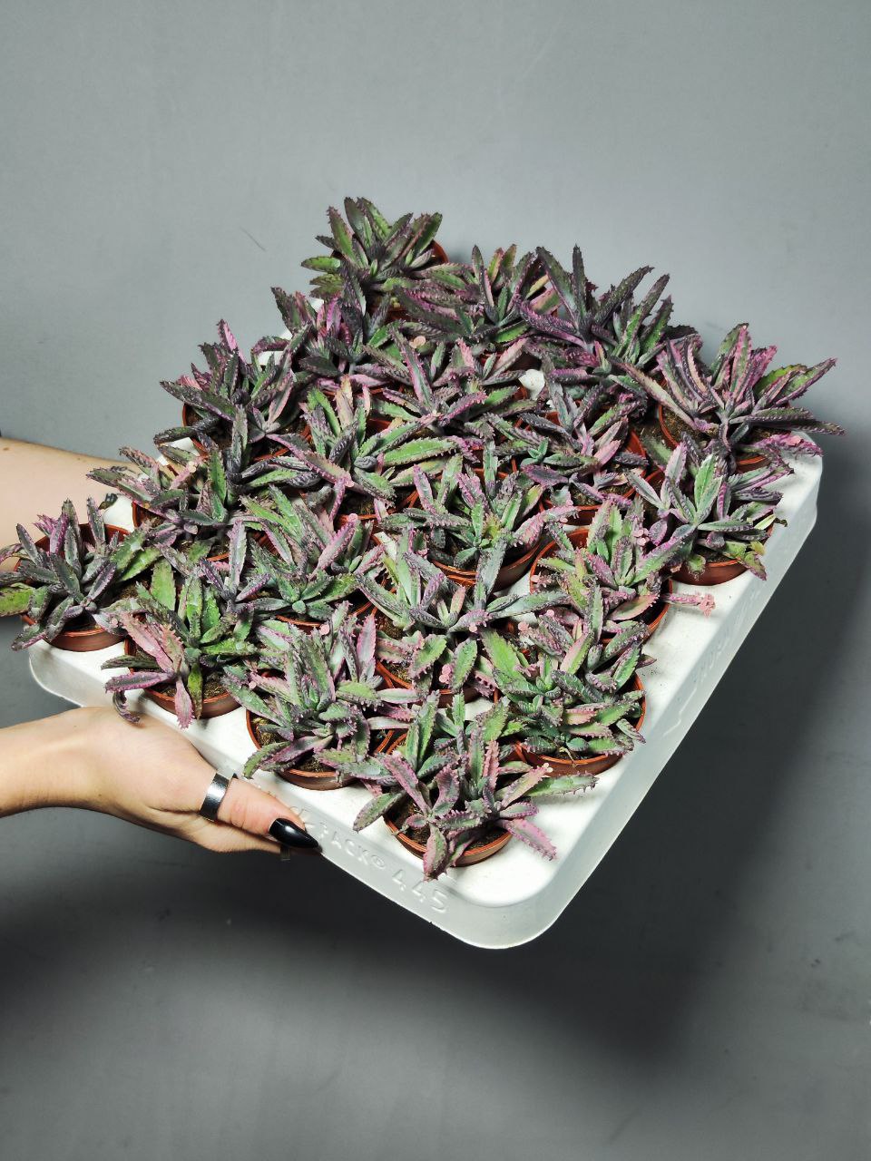 Каланхоэ Розовые Бабочки (Kalanchoe Pink Butterfly) D5см