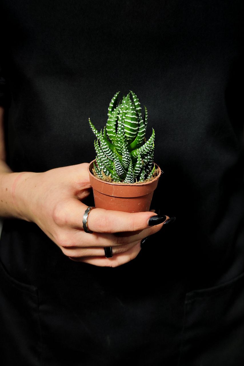 Хавортия Рейнвардта (Haworthia Reinwardtii) D5см