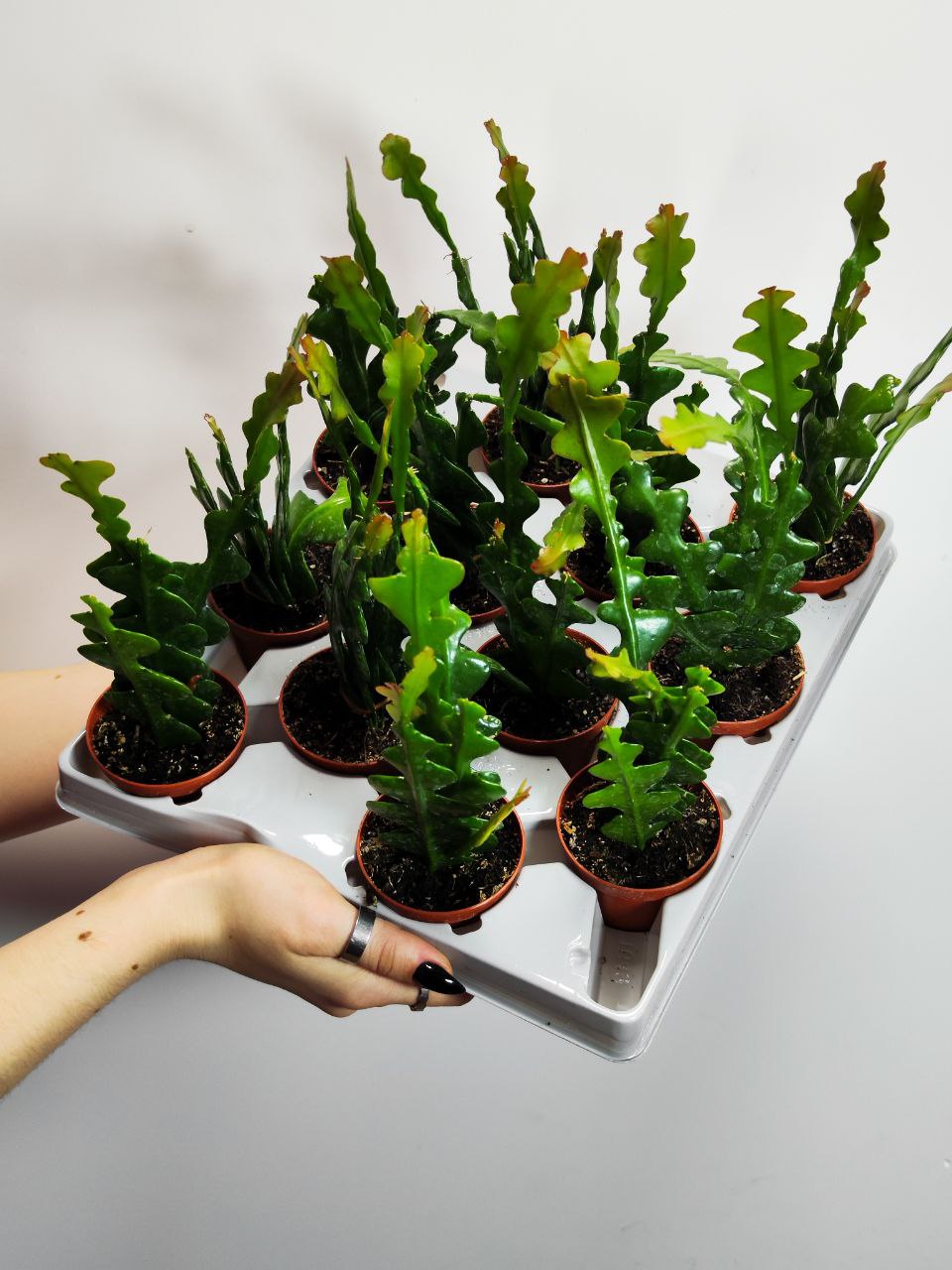Эпифиллум Ангулигер Фишбон Кактус (Epiphyllum Anguliger "Fishbone Cactus") D6см