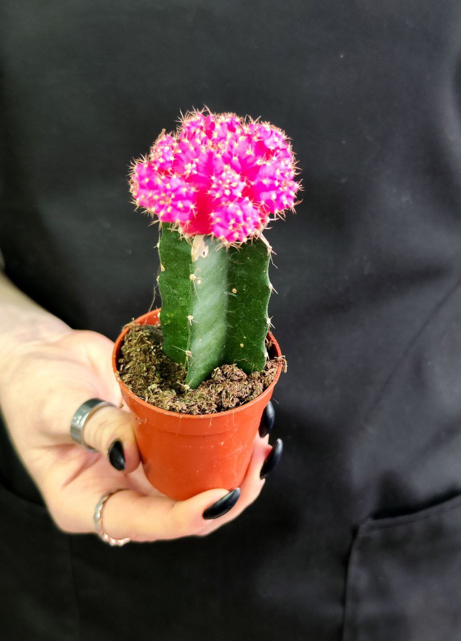 Кактус Гимнокалициум Михановича Розовый (Gymnocalycium Mihanovichii Pink) D5см