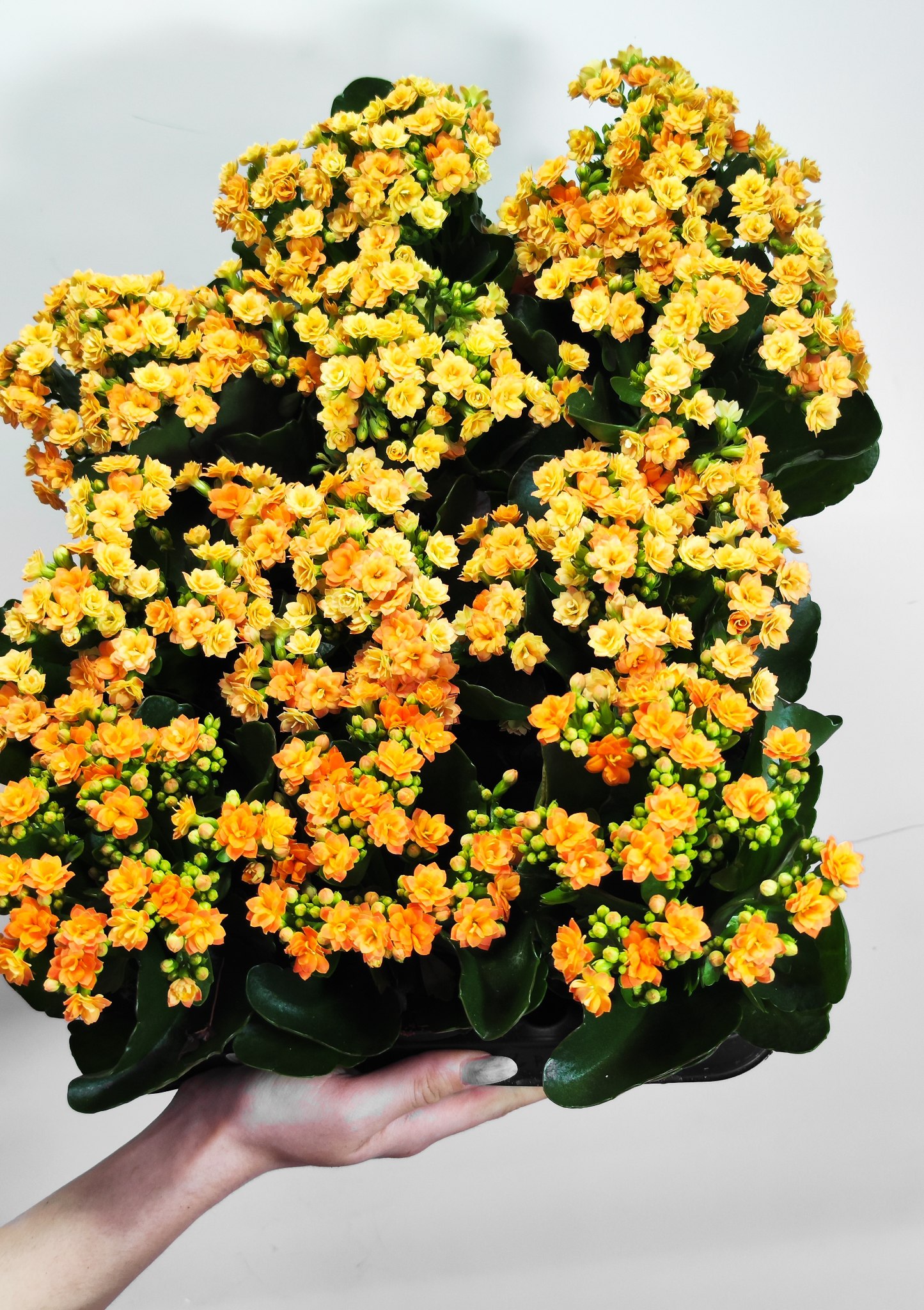 Каланхоэ Розалина Персиковая (Kalanchoe Rosalina Orange) D9см