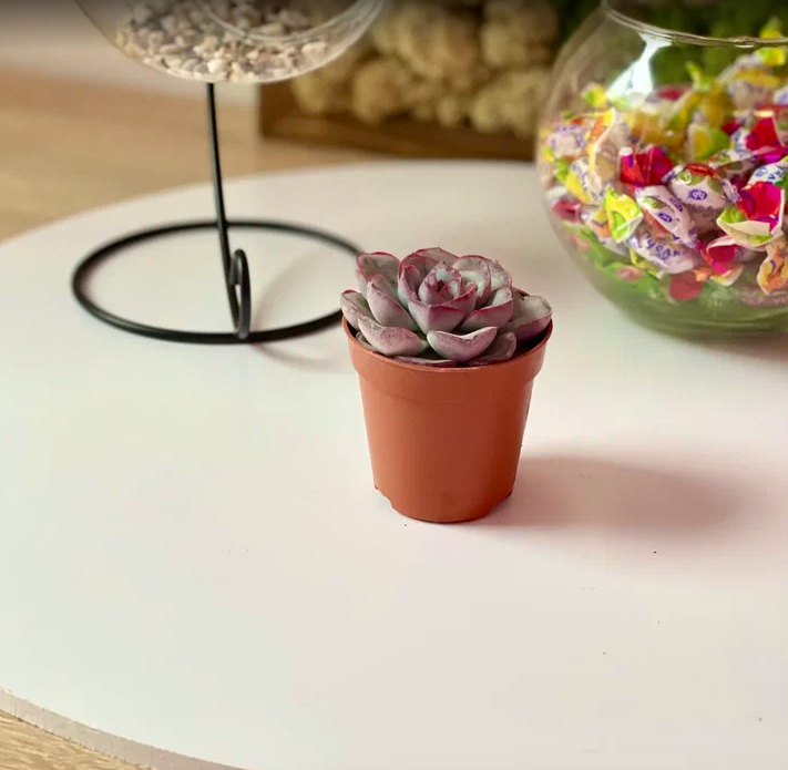 Эхеверия Мистери (Echeveria Mystery) D5см