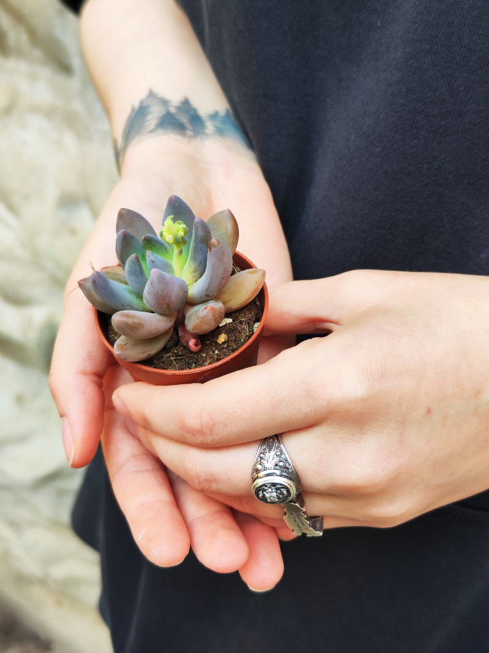 Пахифитум Брактеосум Фиткай (Pachyphytum Bracteosum Fitkai) D5см