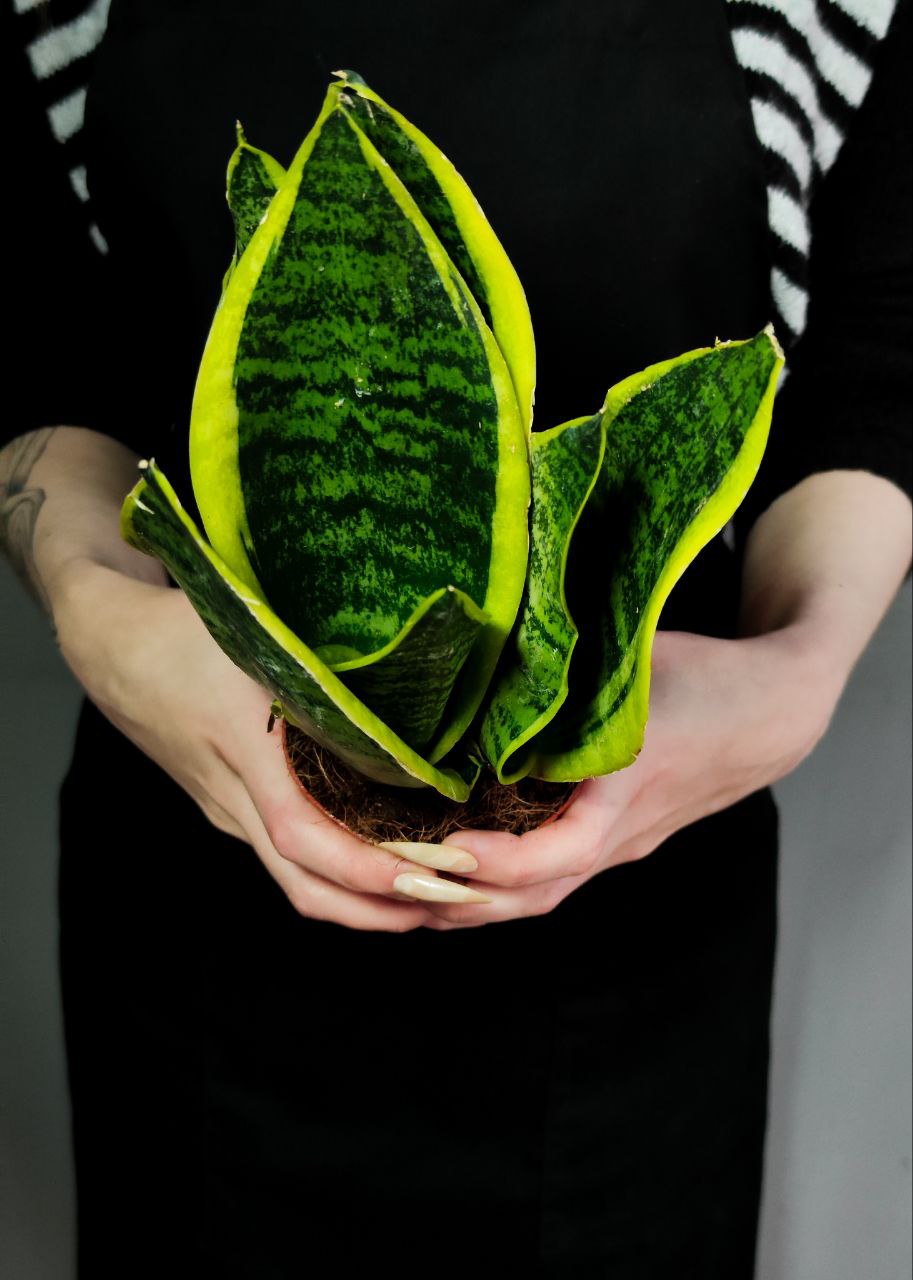 Сансевиерия Футура Суперба (Sansevieria Futura Superba) D9см