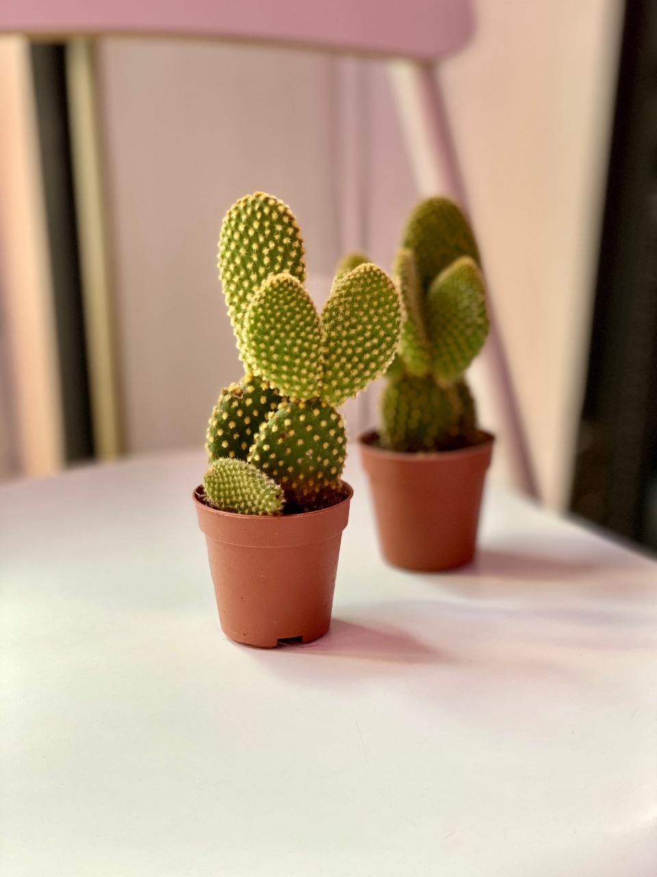 Опунция Микродазис Йеллоу (Opuntia Microdasys Yellow) D5см