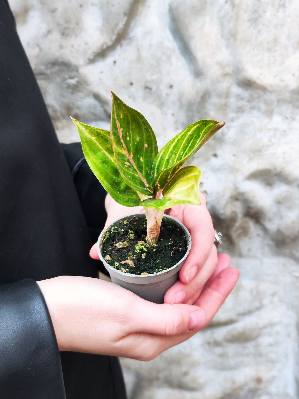 Аглаонема Красный Рубин (Aglaonema Ruby Red) D6см