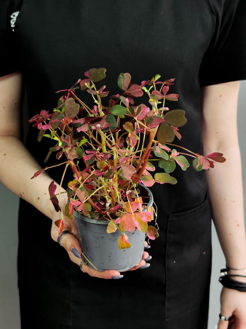 Оксалис Крейзи Плам, Кислица (Oxalis Crazy Plum) D10см
