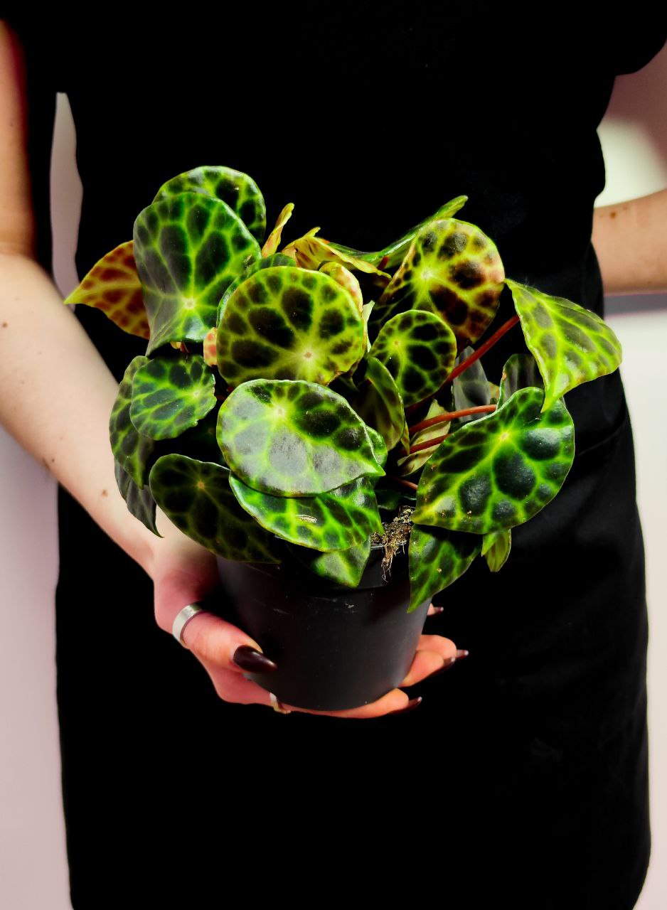 Бегония Кингиана (Begonia Kingiana) D12см