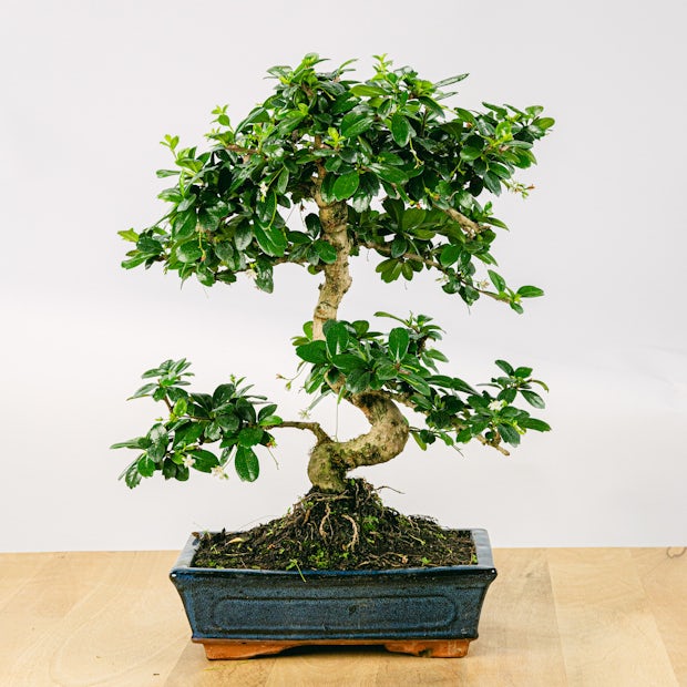 Бонсай Кармона Мелколистная (Carmona Microphylla) D20см