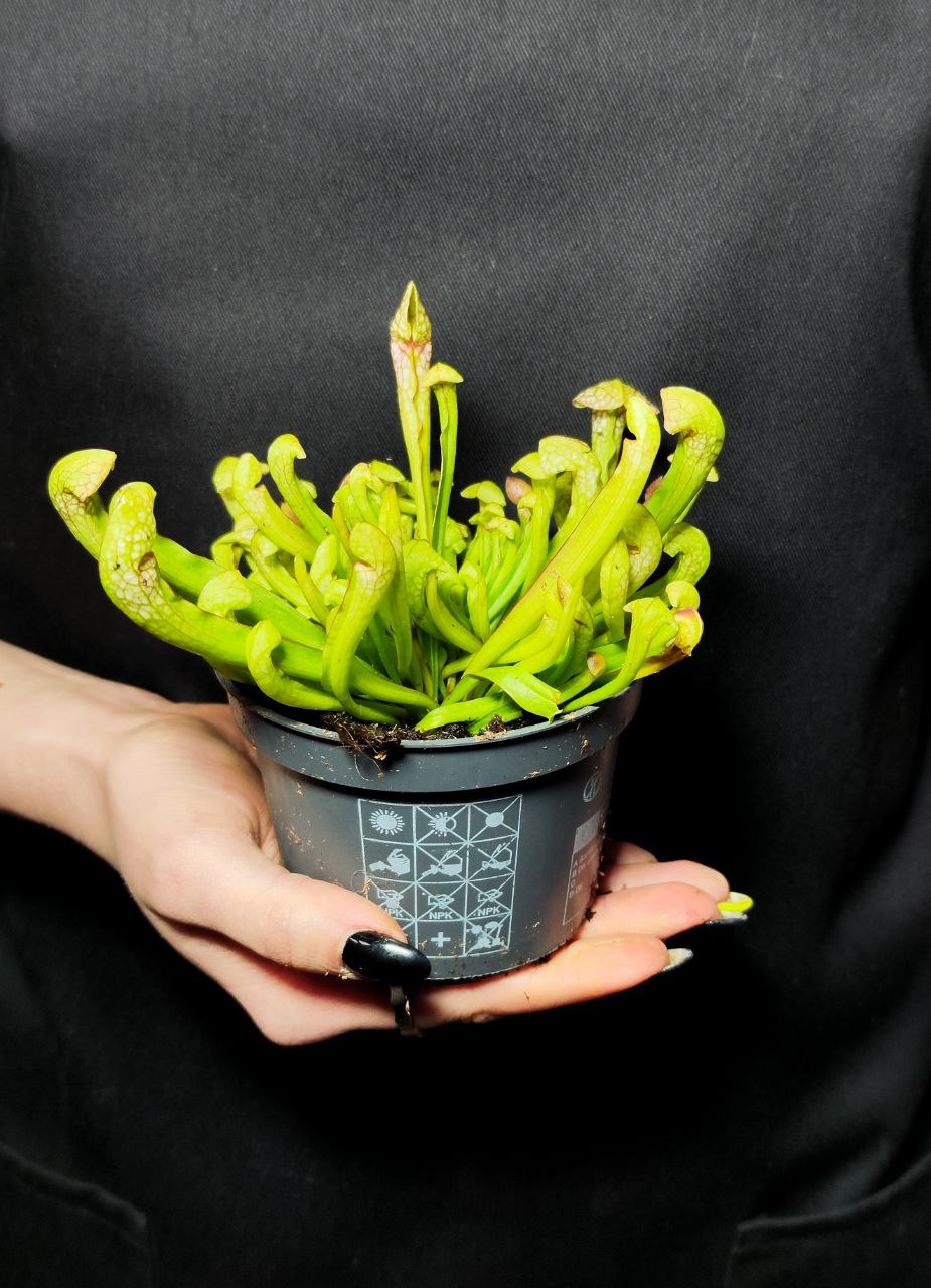 Саррацения Риглиана (Sarracenia Wrigleyana) D9см