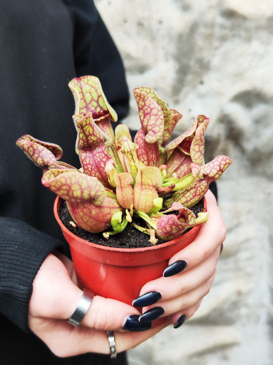 Саррацения Веноза Красная (Sarracenia Venosa Red) D9см