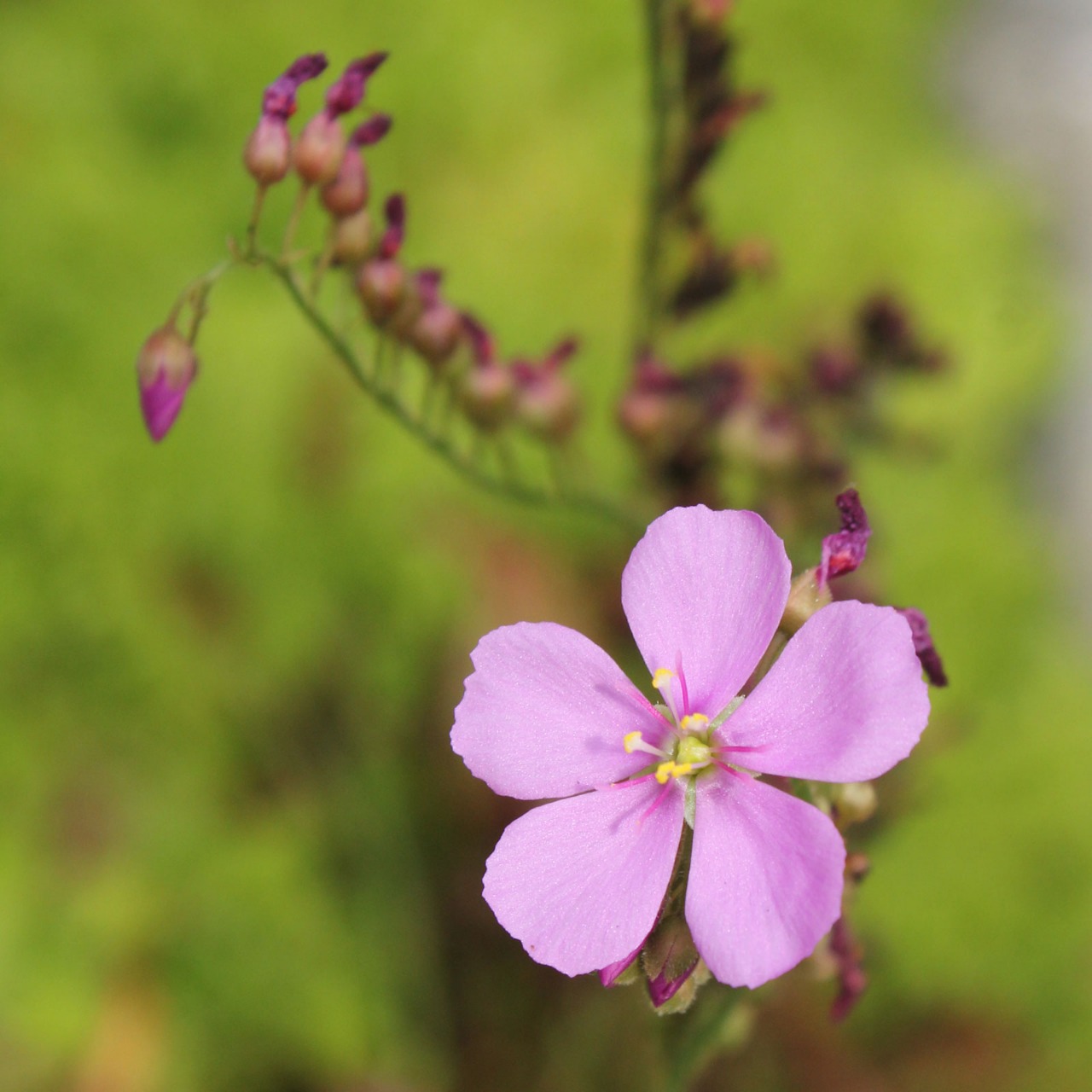 Семена Росянки Капской (Drosera capensis) от 50 шт