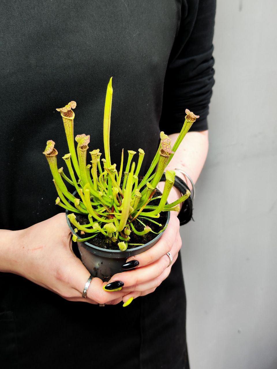 Саррацения Фарнхами (Sarracenia Farnhami) D9cм