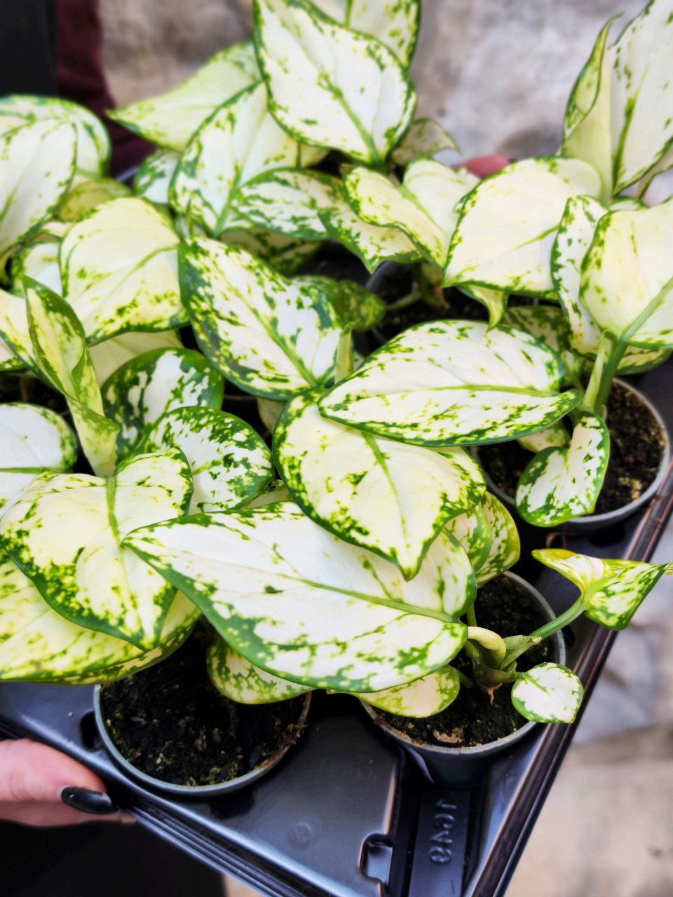 Аглаонема Сноуфлейк (Aglaonema Snowflake) D6см