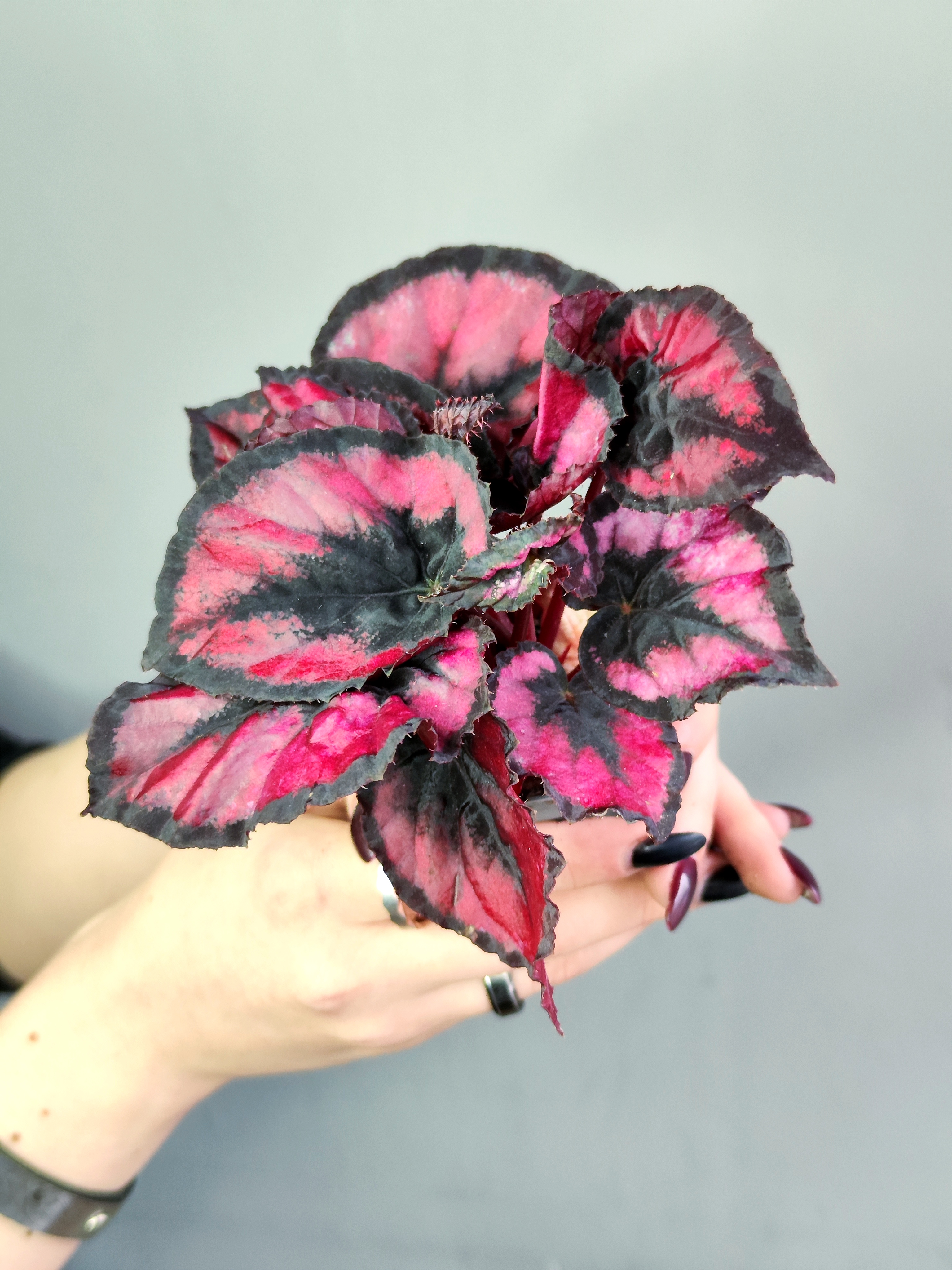 Бегония Красный Поцелуй, или Ред Кисс (Begonia Red Kiss) D6см