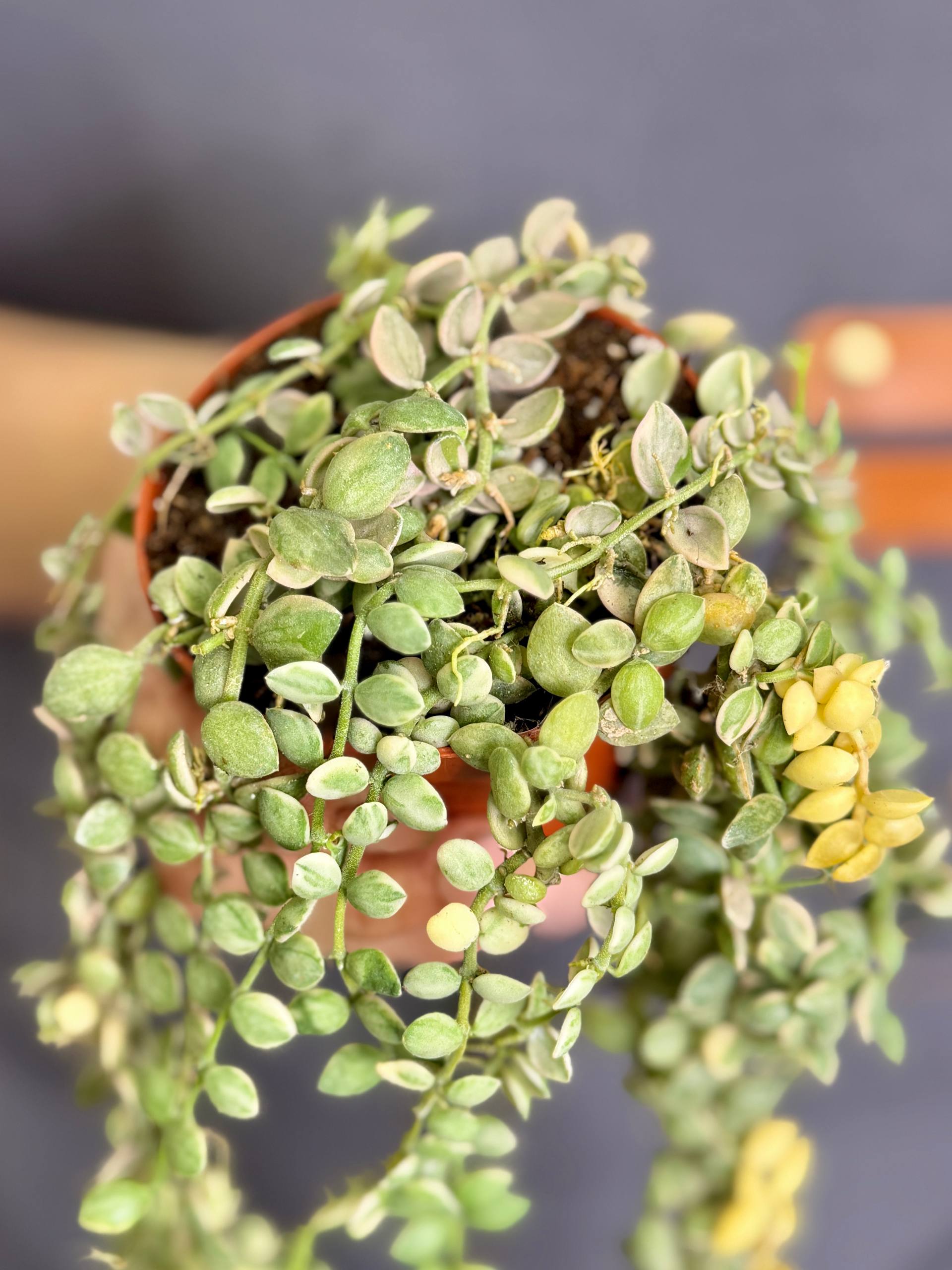 Дисхидия Нуммулария Вариегатная (Dischidia Nummularia Variegata) D8см