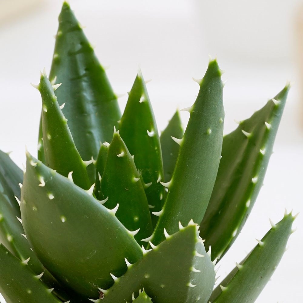 Алоэ Митриформис (Aloe Mitriformis) D5см