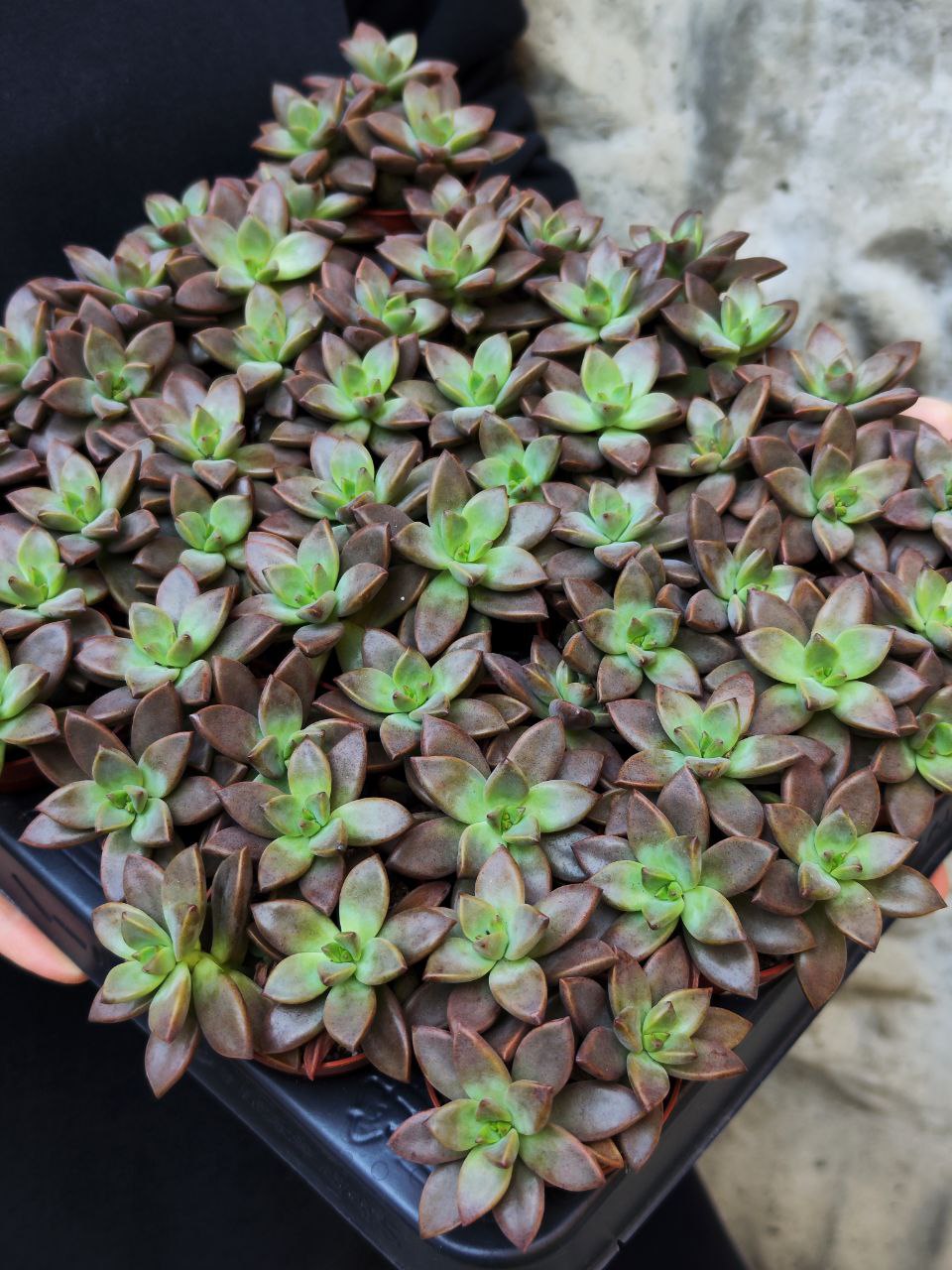Седум Бордхат (Sedum Bordhat) D5см