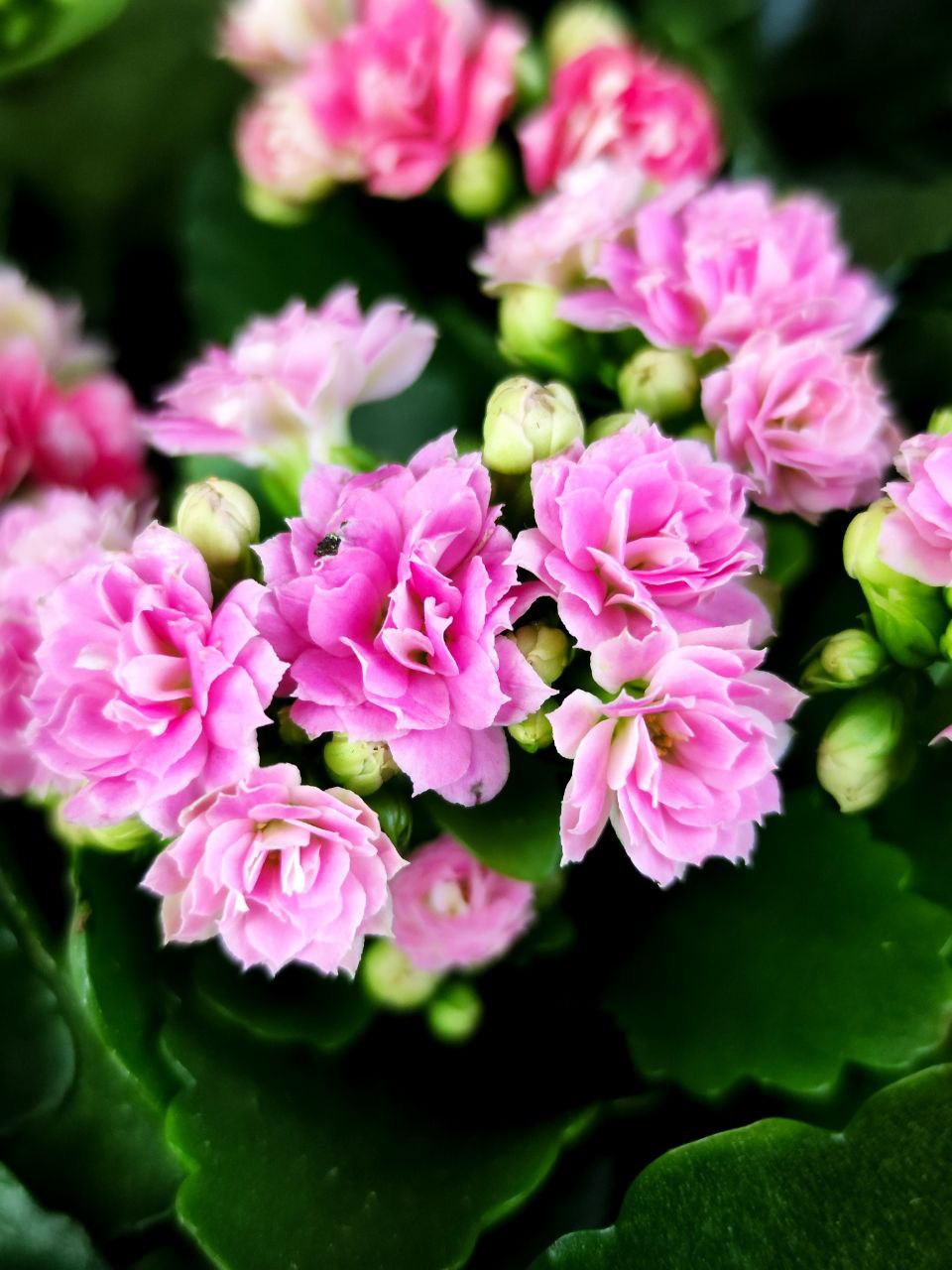 Каланхоэ Розалина Розовая (Kalanchoe Rosalina Pink) D9см